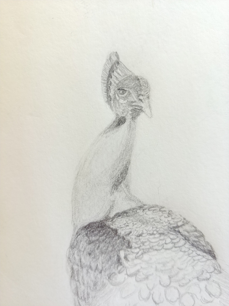 Unfinished pencil drawing of a peacock.